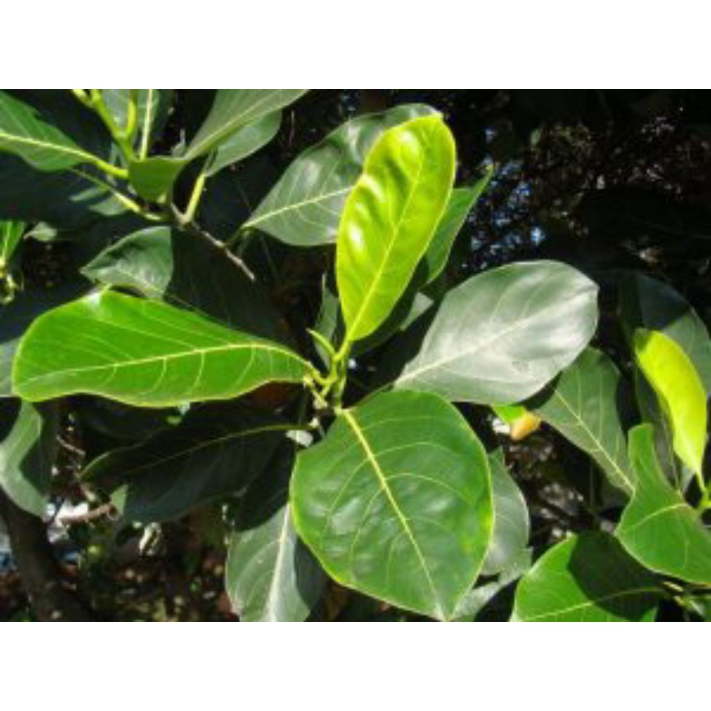 

daun nangka segar 250 gram