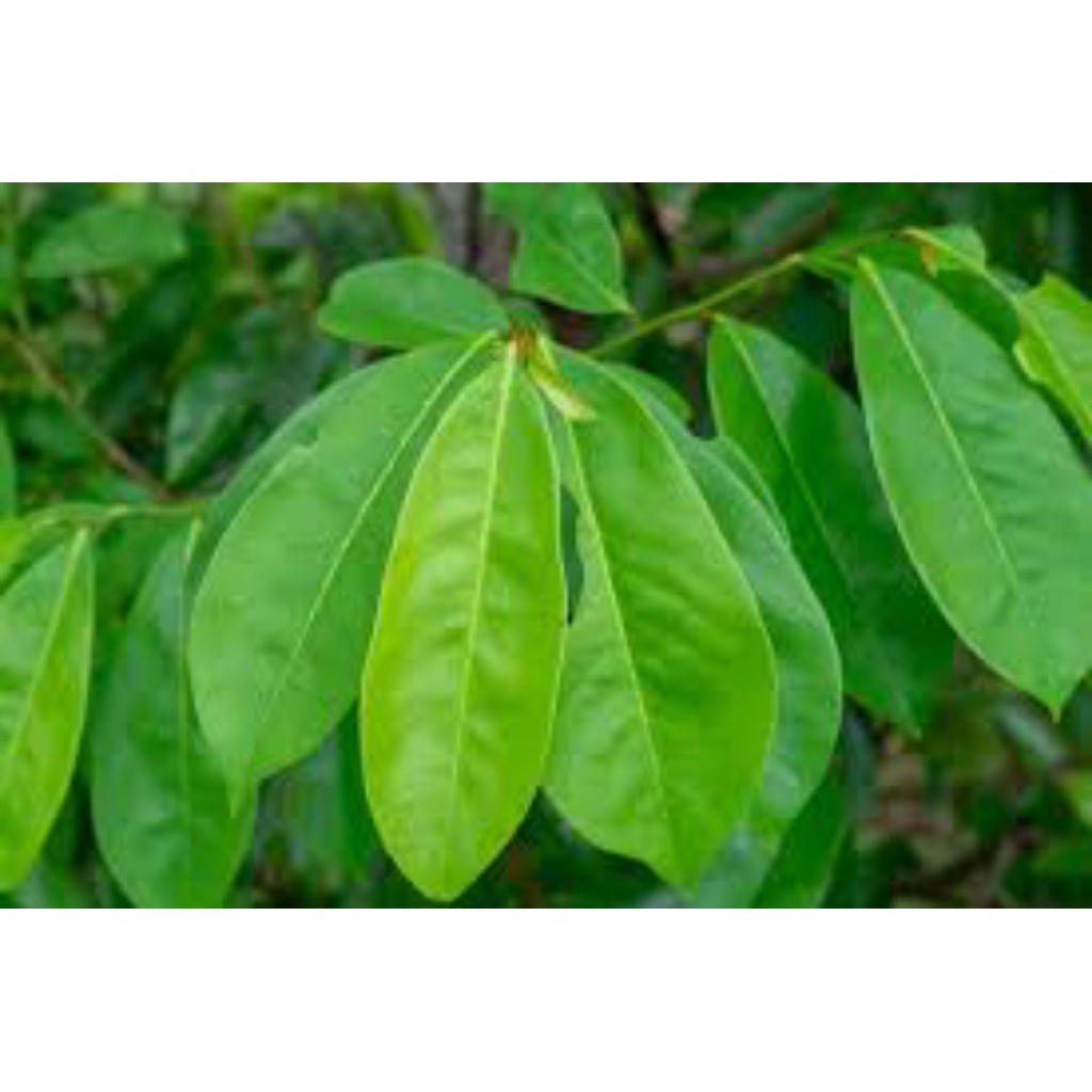 

PROMO Daun Sirsak Segar Organik Herbal Obat Kanker Tumor Daun Sirsak Daun Segar Sirsak Daun Sirsak Daun Sirsak Segar Termurah Ori Asli