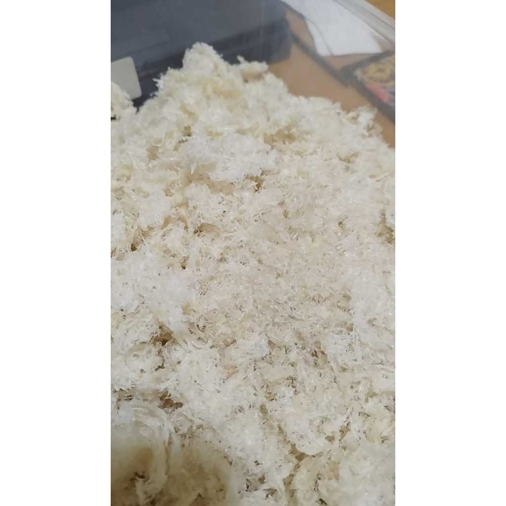 

Sarang burung walet HANCURAN swallow birdnest bird's nest