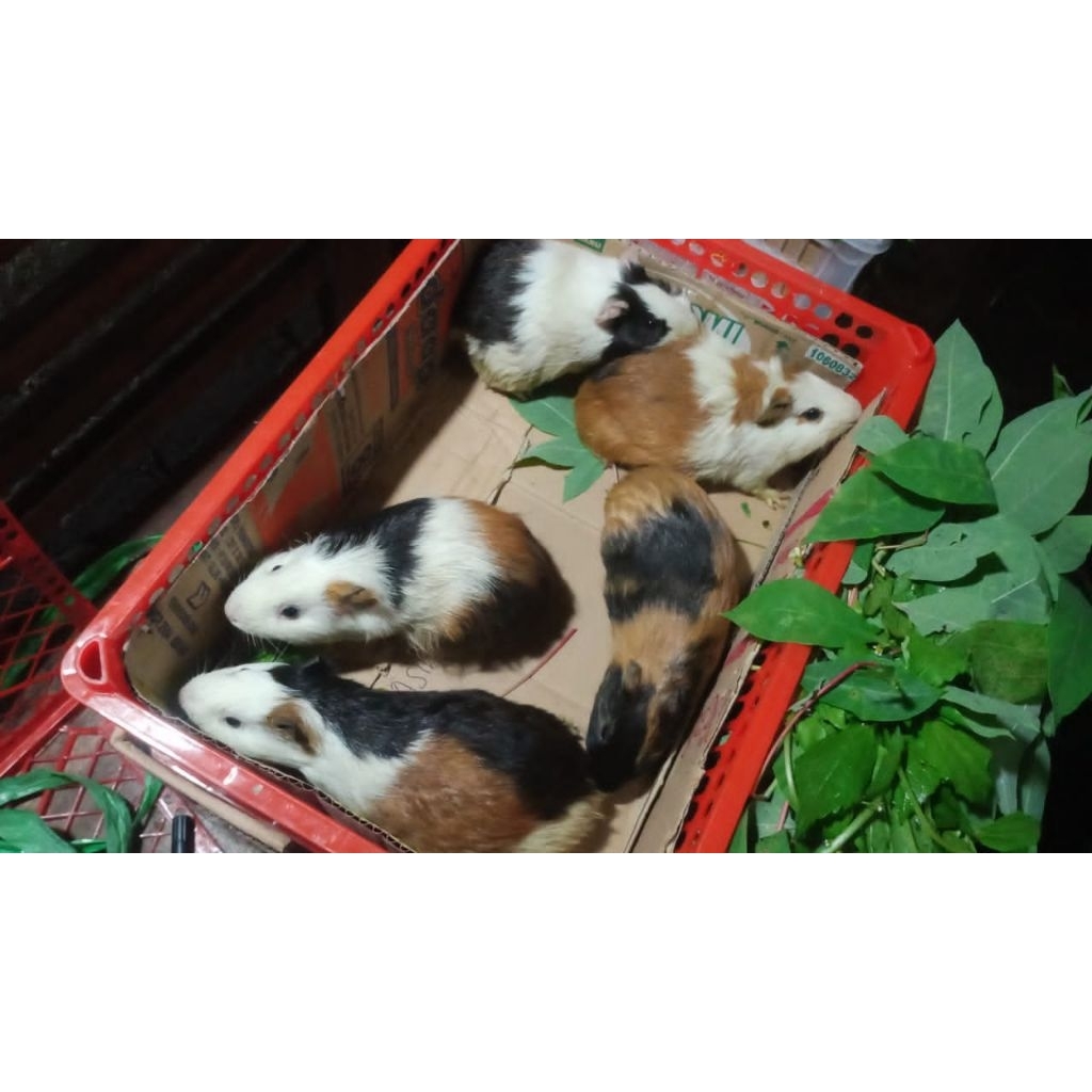 Marmut Lokal Guinea Pig jantan betina