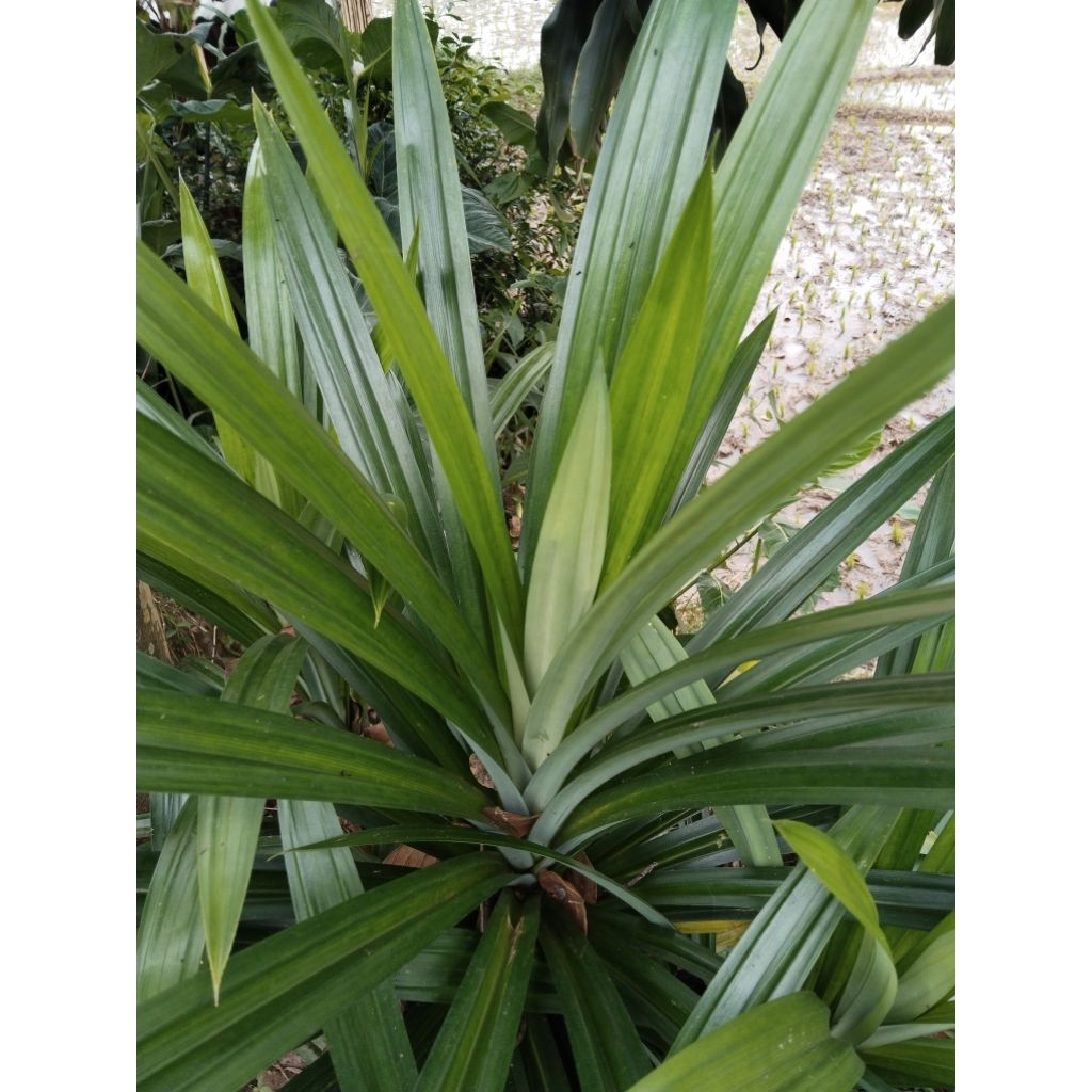 

daun pandan wangi super dipetik langsung isi 300gram