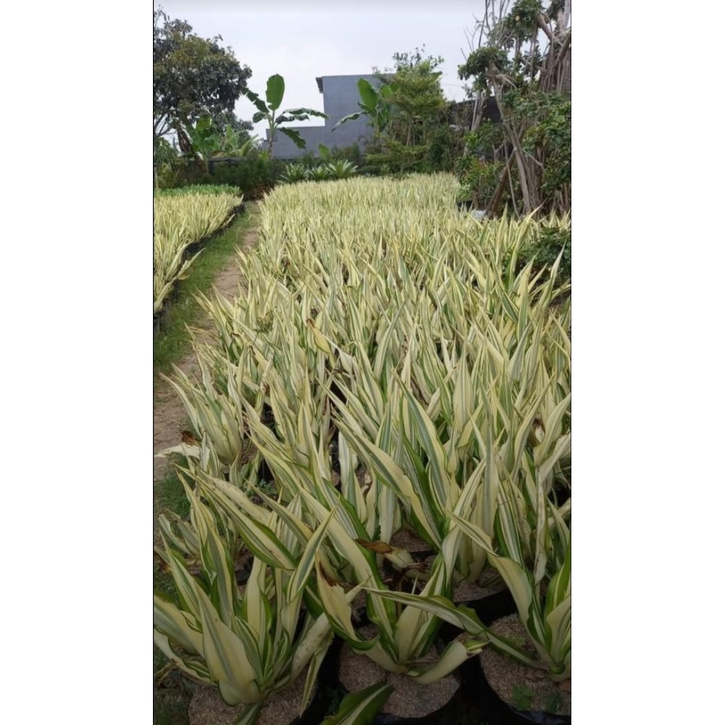 tanaman hias agave kuning