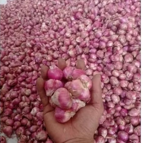 

Bawang merah Nganjuk besar 500g-1kg barang kering jadi awet