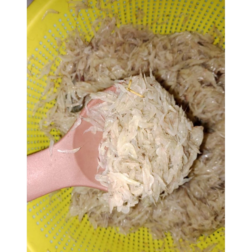 udang / rebon basah kering readyy setiap hari fresh