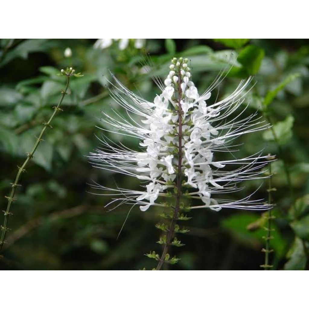 

tanaman kumis kucing 500gram obat herbal bermanfaat
