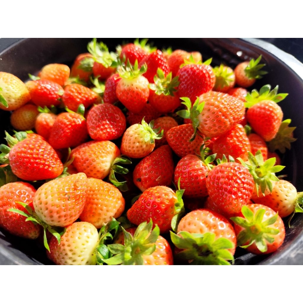 

strawberry segar AB 1 kg, cocok untuk isian mochi dan toping cake