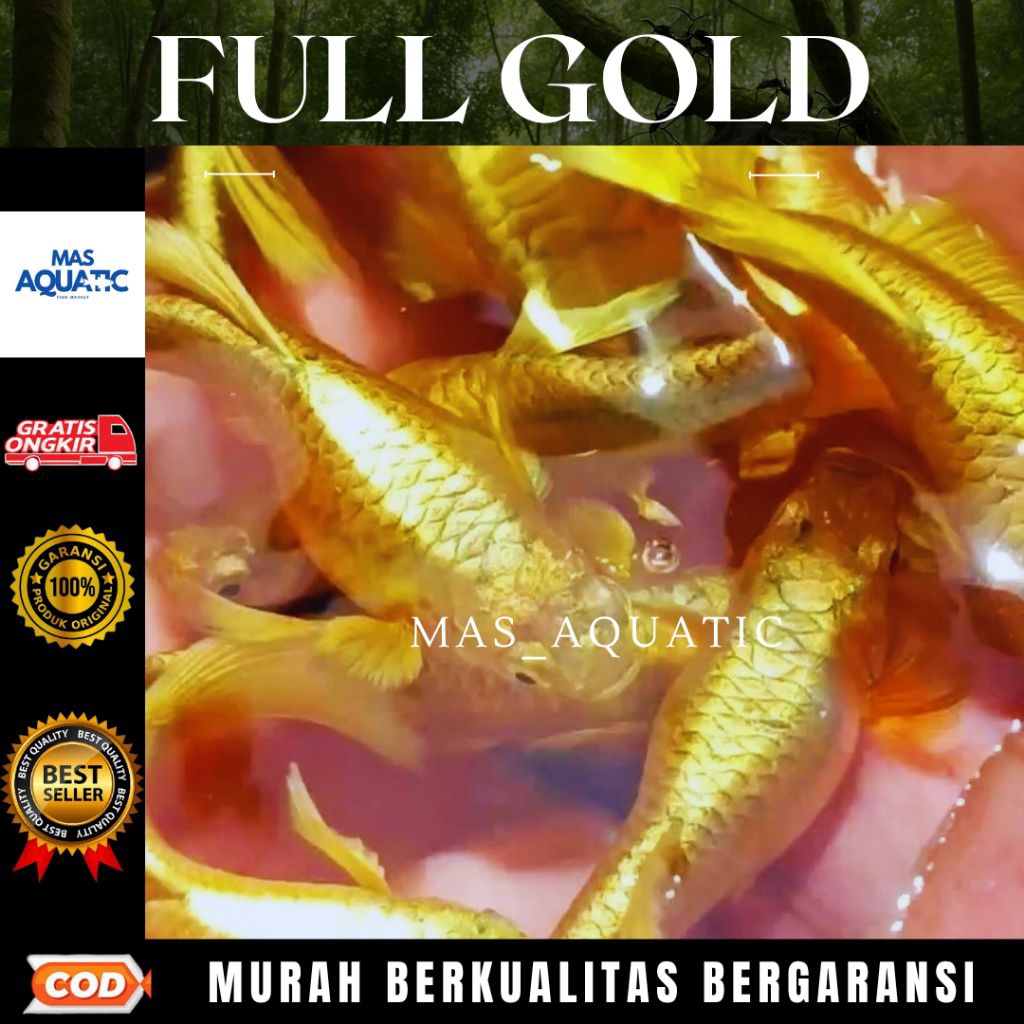 

EXTRA PACKING KARDUS || FULL GOLD