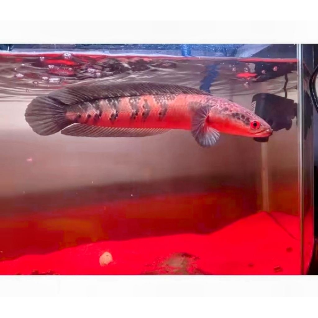 Pasir silika merah halus silica sand untuk aquarium aquascape 500gr