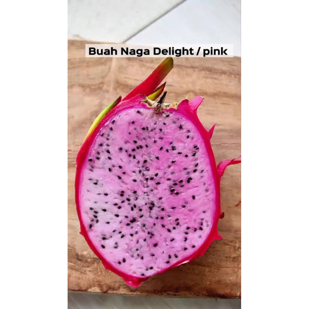 

Buah naga daging buah pink- buah naga delight pink super fresh 1 kg- dragon fruit pink
