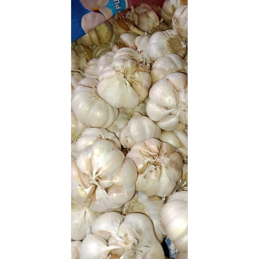 

bawang putih 1 kg