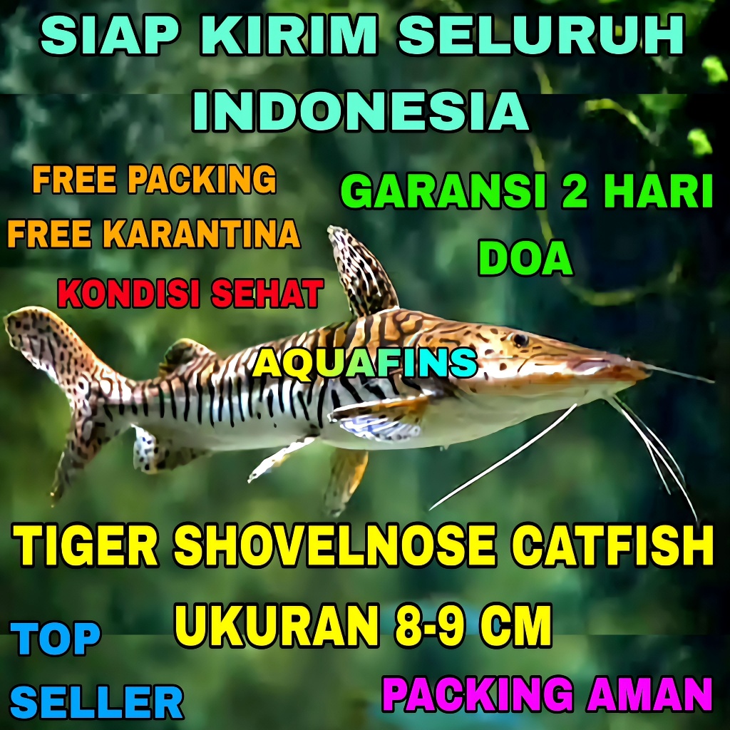 HIASAN TSN TIGER SHOVELNOSE CATFISH PSEUDOPLATYSTOMA FASCIATUM UKURAN 8-9 CM