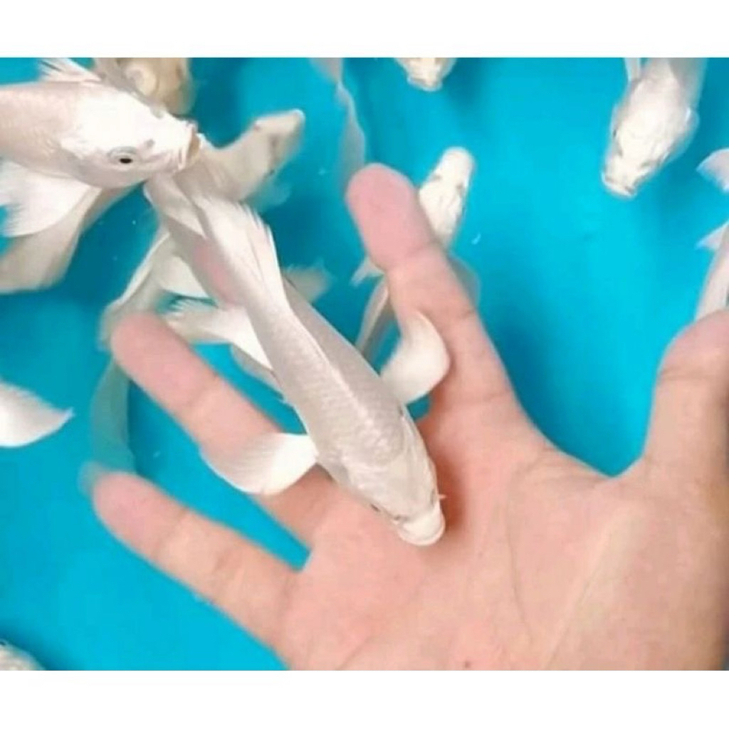 KOI PLATINUM SLAYER KUMPAY 10CM UP IKAN HIAS KOLAM DAN AQUARIUM