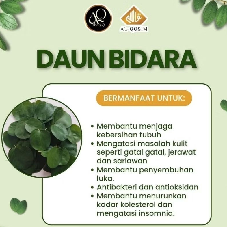 

Daun Bidara arab segar dadakan metik