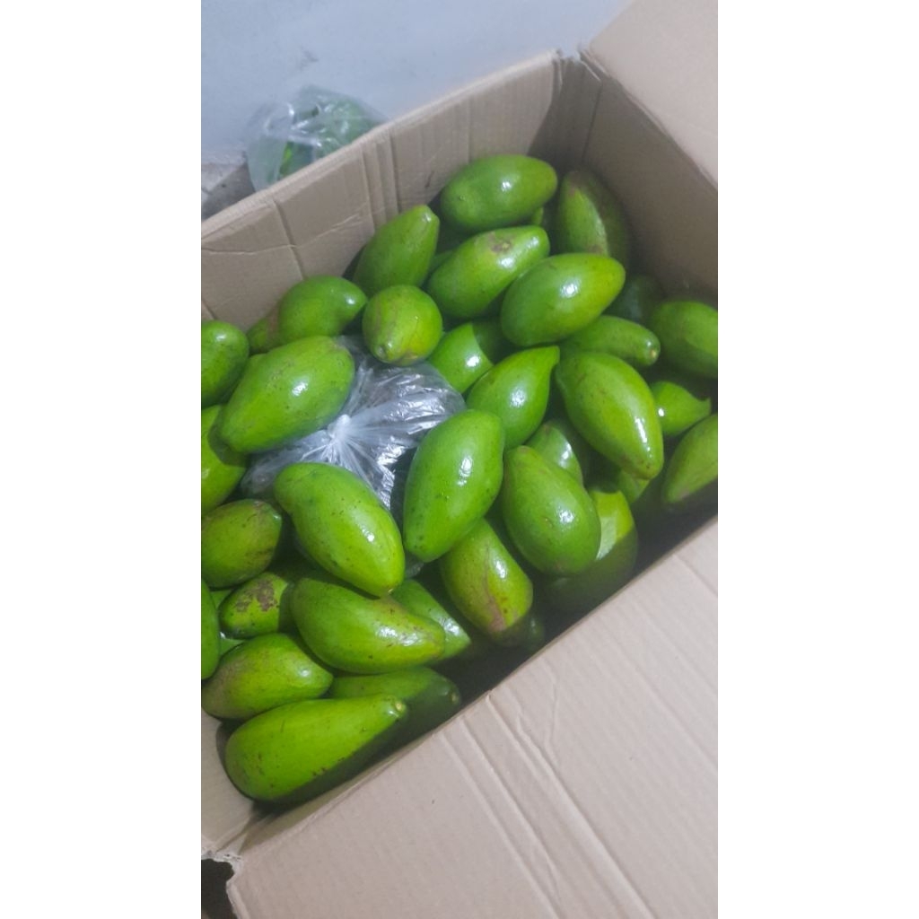 

ALPUKAT SIGER LAMPUNG TIMUR