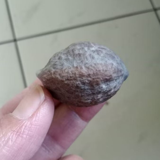 Kemiri Adu Muncang Adu Jayanti Berlin Ori Urgen Full Tua