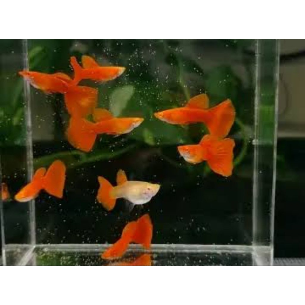 Guppy afr jantan dan betina induk siap britt