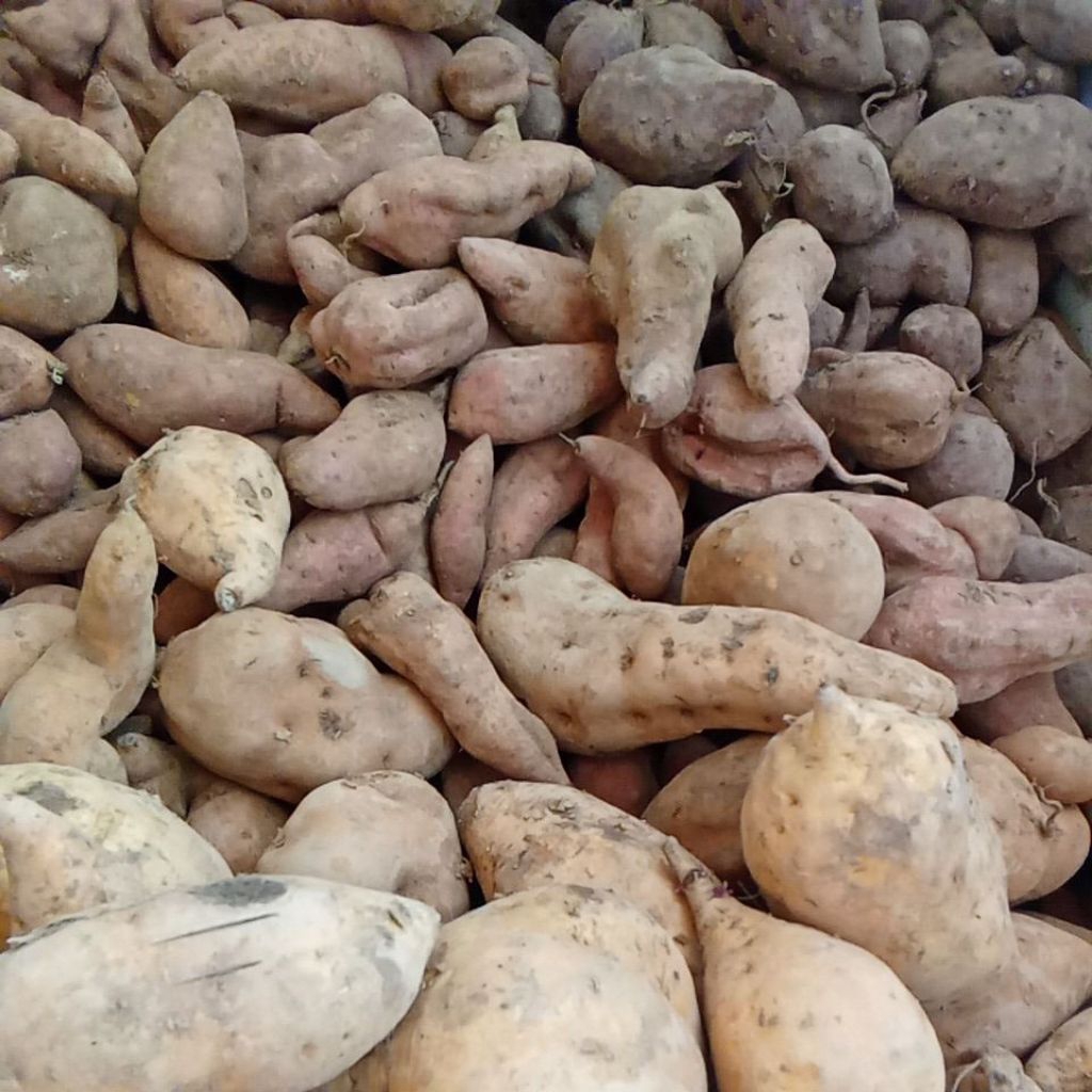 

ubi jalar , ubi rambat , ketela rambat , tela rambat