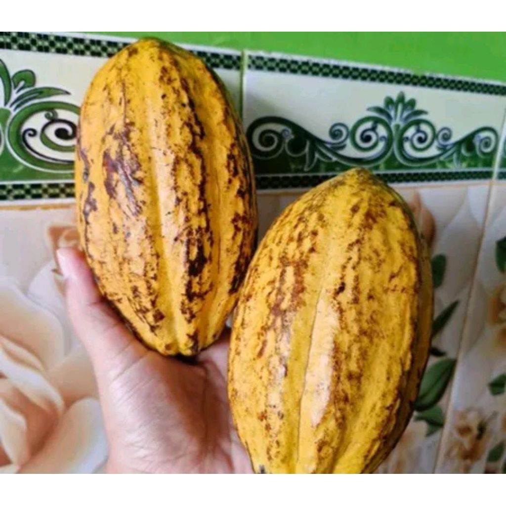 

buah coklat kakao segar d petik langsung ketika ada yg pesan per 1kg