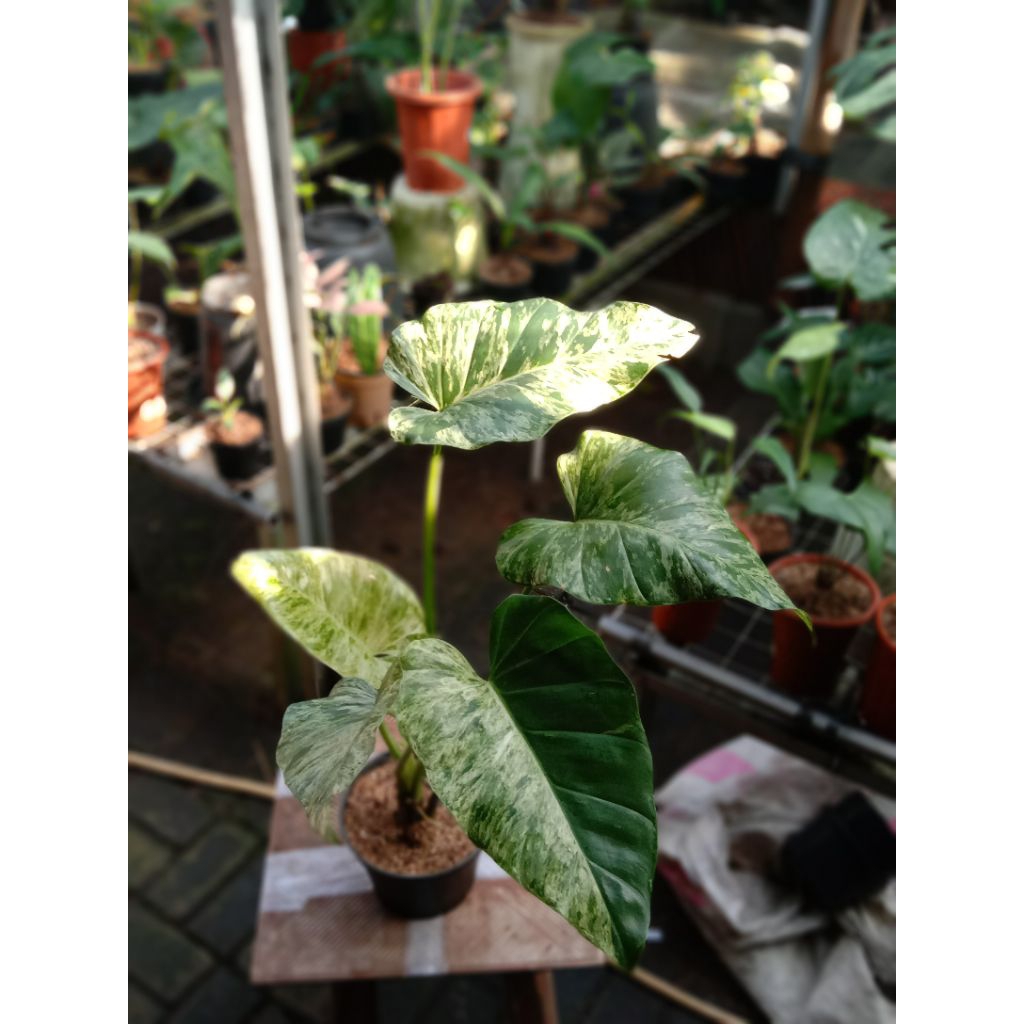 philodendron giganteum / blizzard Varigata