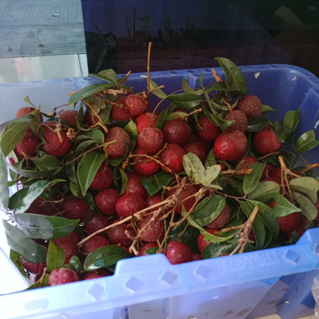 

PROMO Leci Merah Merona harga 2kg