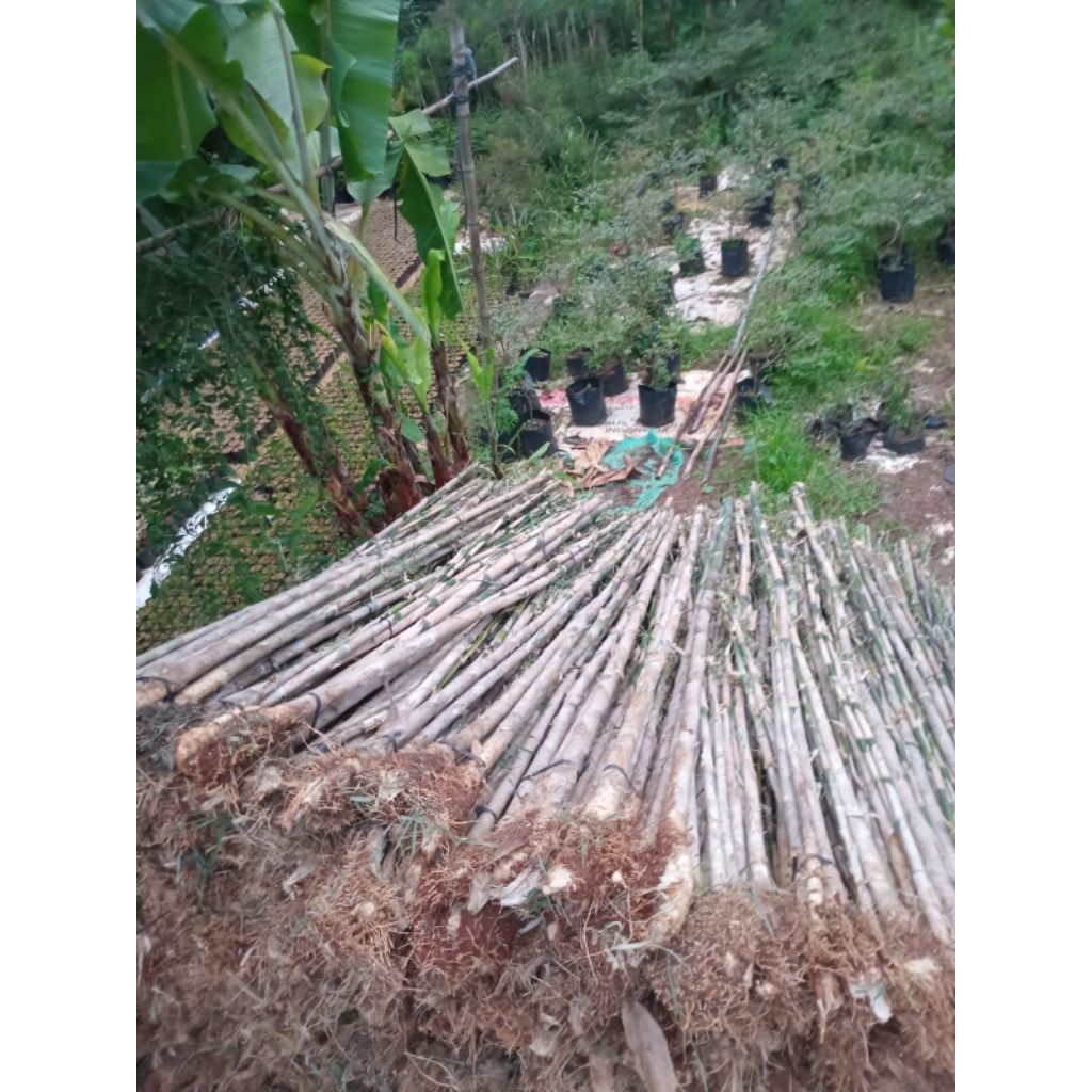 Tanaman Hias Bambu Jepang Pohon Bambu Jepang Tanaman Pager Bambu Jepang