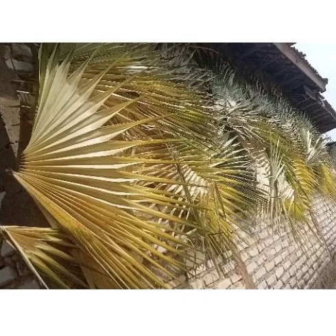 

DAUN LONTAR (MUDA KUNING) BASAH 1 PUCUK FULL (KANAN + KIRI)