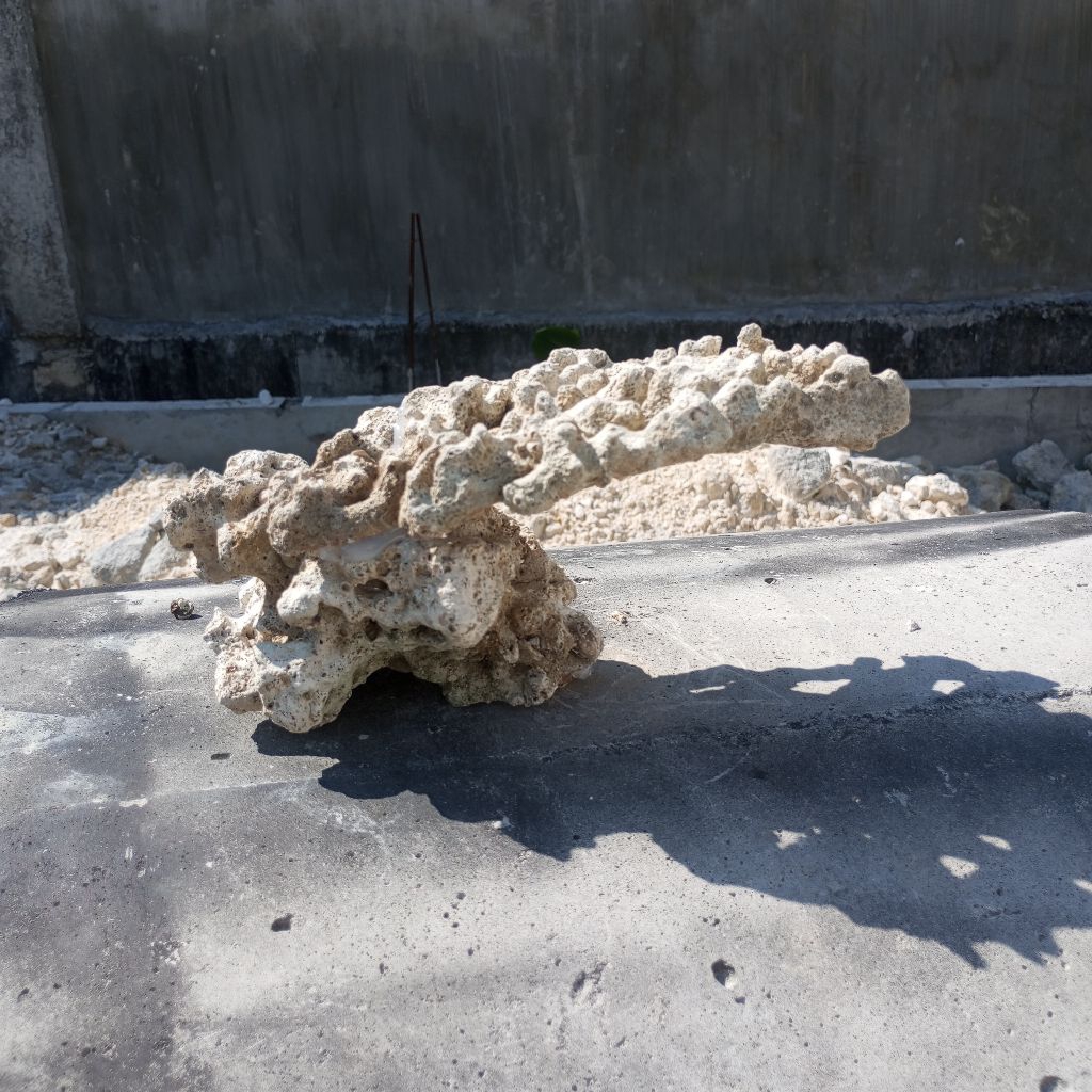 Batu karang laut batu karang rangkai tebing payung hiasan akuarium aquascape