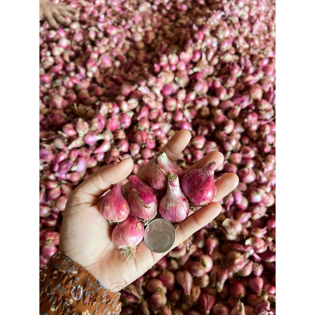 

BAWANG MERAH SUPER 1KG/BRAMBANG MERAH 1KG