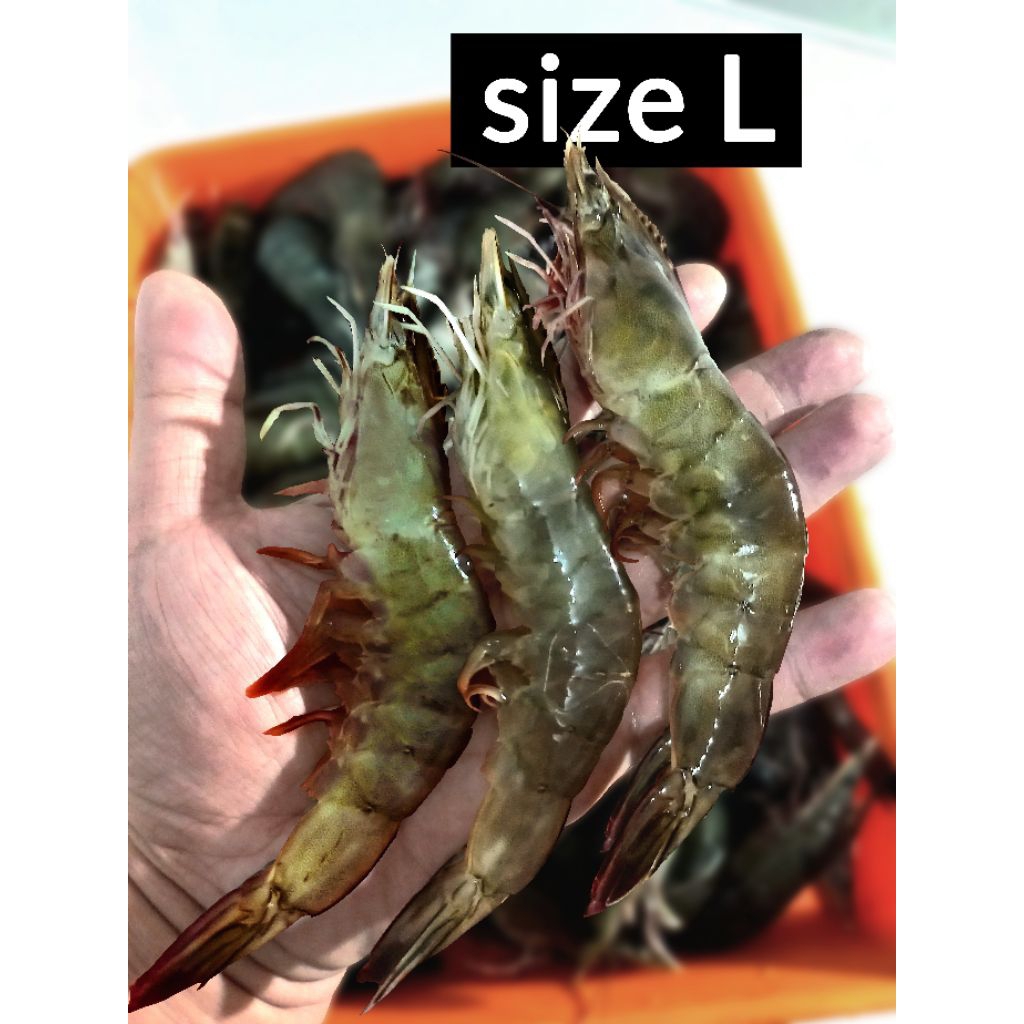 

Udang Segar Vaname size besar 1 KG