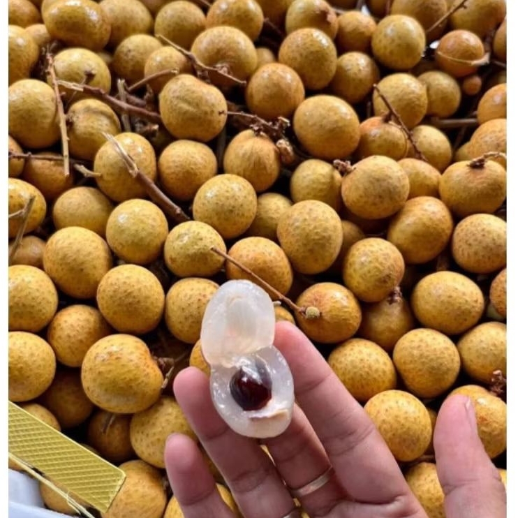 

BUAH KELENGKENG BANGKOK MANIS FRES 500GRAM