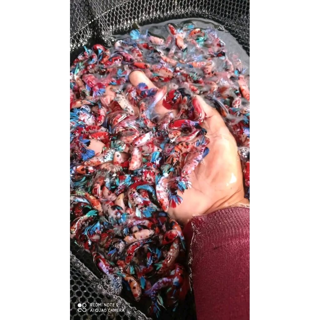 BAHANAN cupang multicolor top grade kualitas ajib