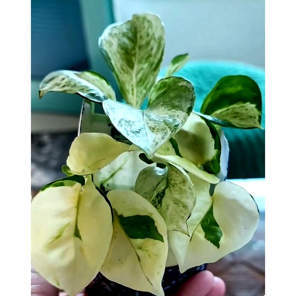 Tanaman Hias Sirih Manjula / Piece Lili / Monstera / Anthurium Sirih Badak / Bunga Hidup