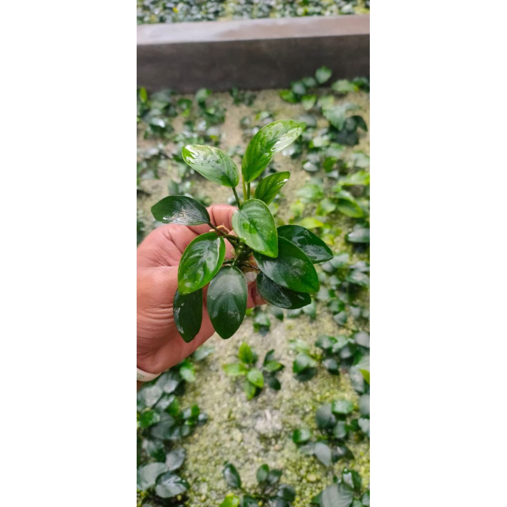 Anubias_Nana