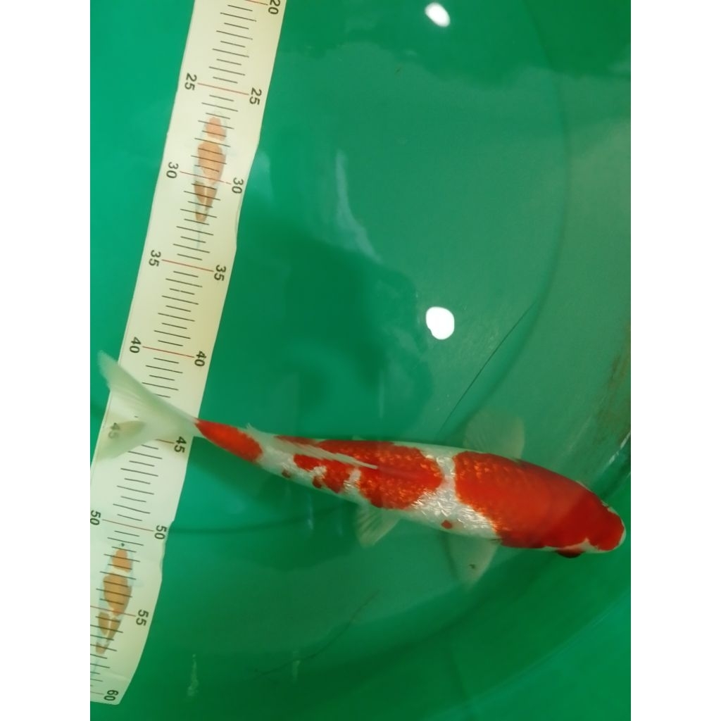 Ikan koi jenis Kohaku Ginrin 30cm HQ