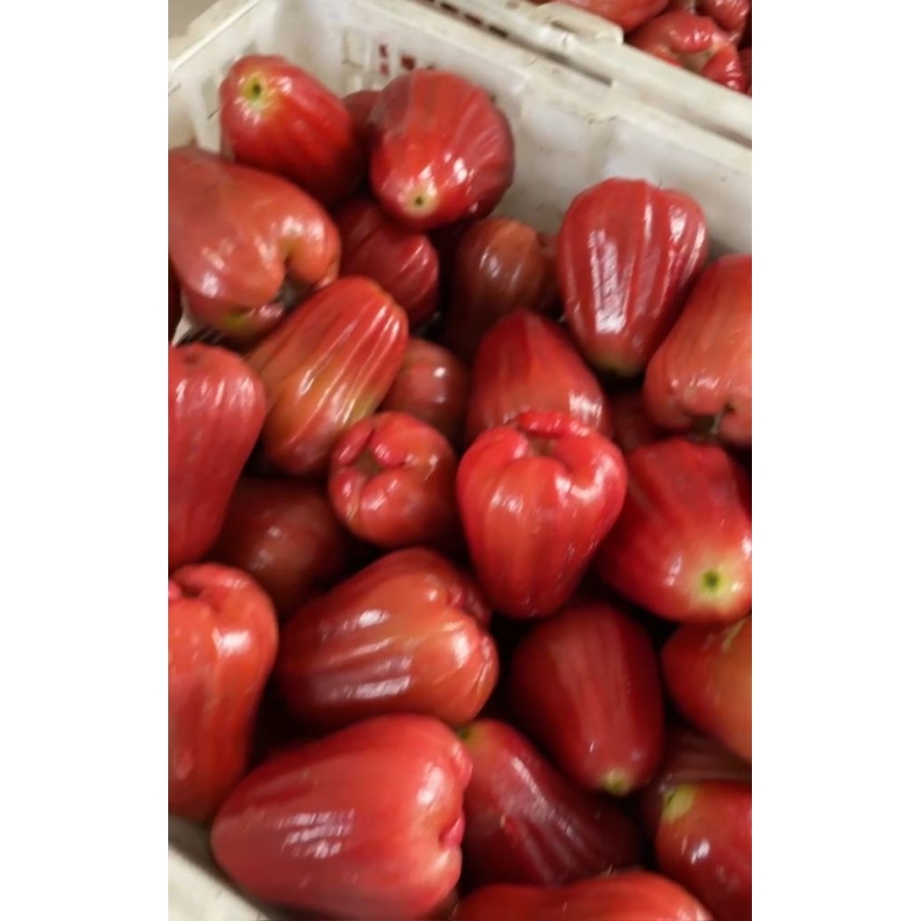 

Jambu citra merah