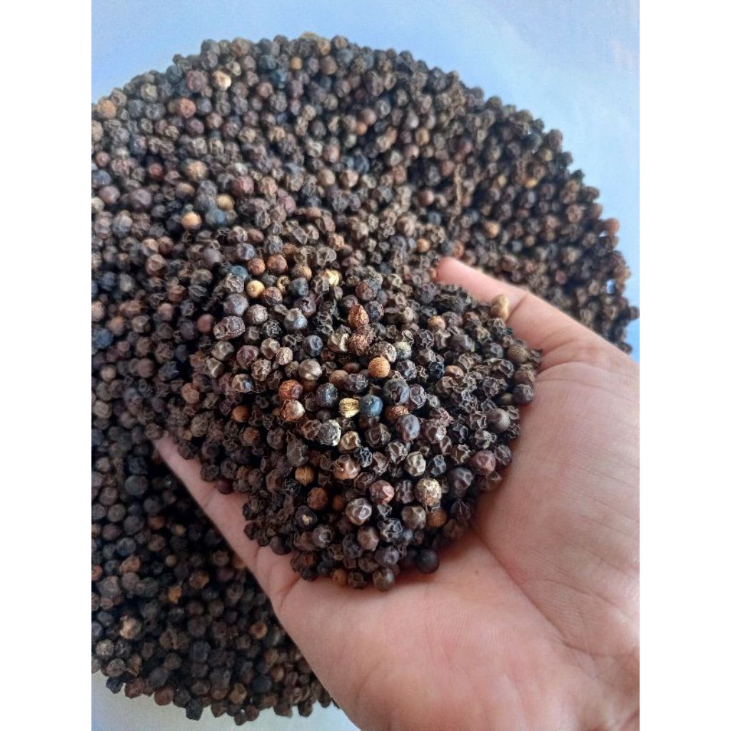 

LADA HITAM/MERICA HITAM PANEN SENDIRI