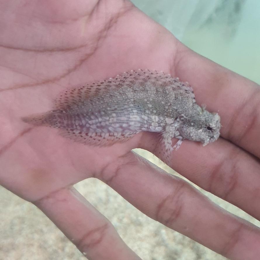 LET'S GOOOOO JABING GLODOK