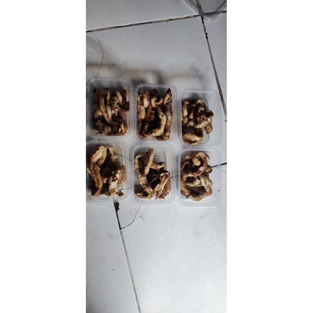 Umpan Otot Bakar ( Umpan Galatama Lele )