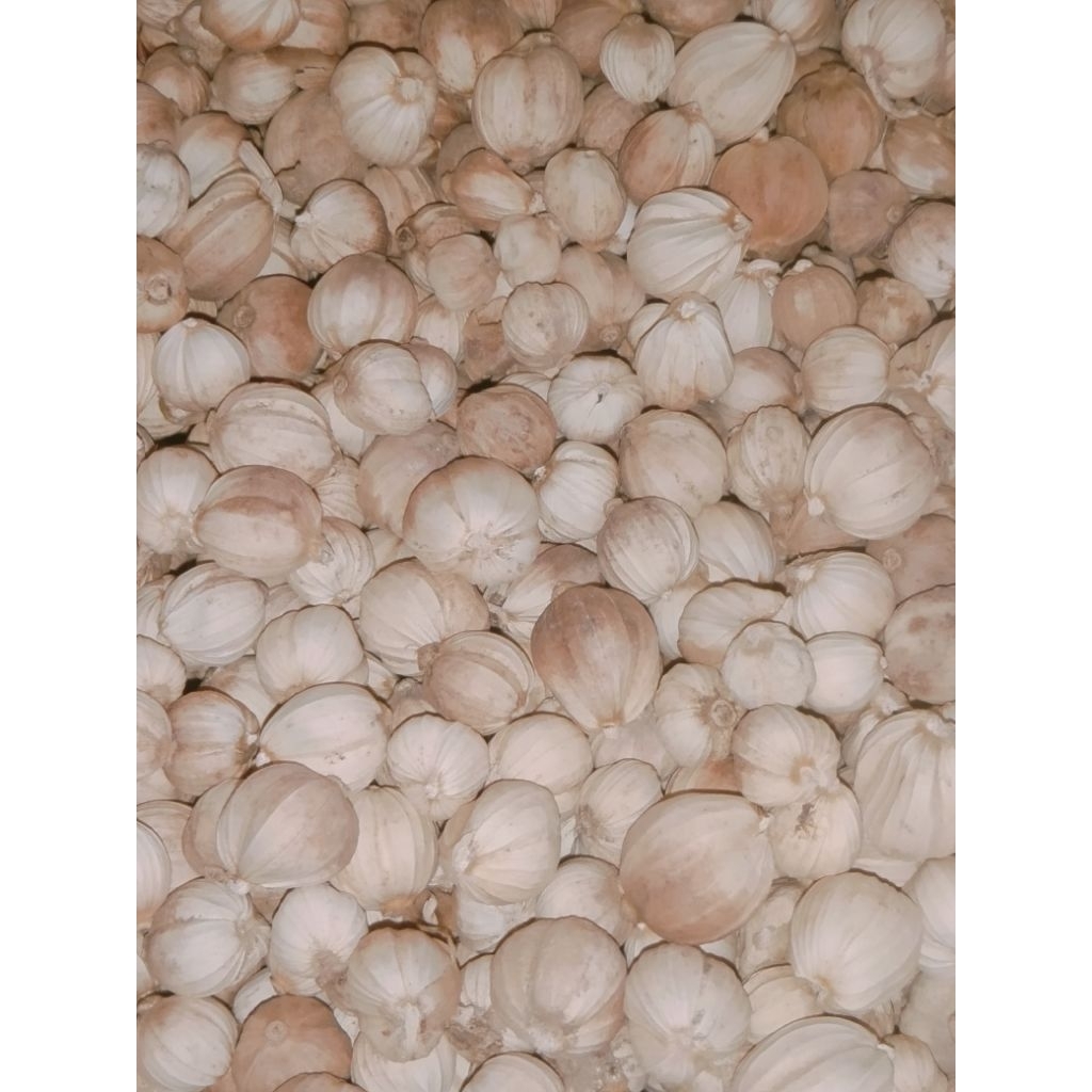 

KAPOLAGA KERING PILIHAN,KAPULAGA SUPER