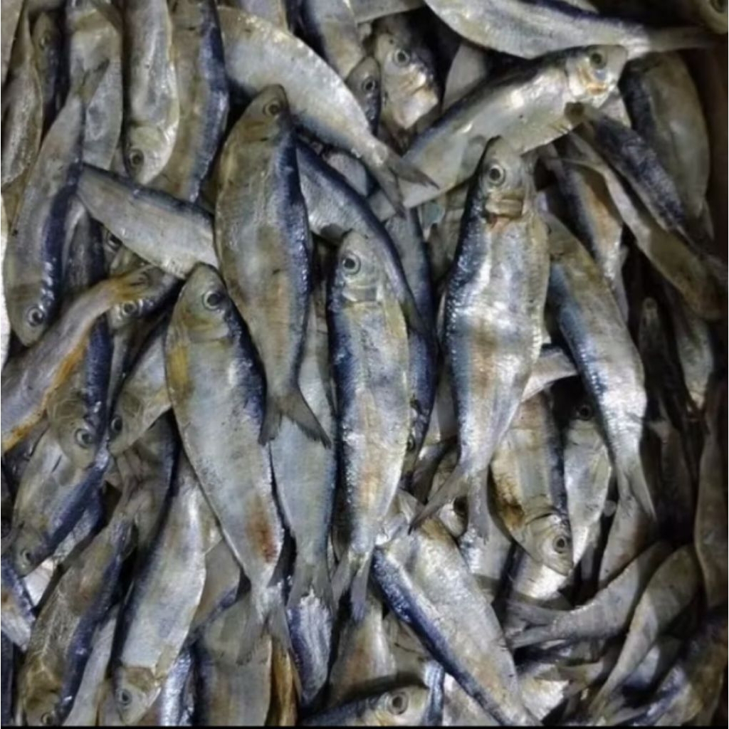 

ikan asin kering ikan Juwi mata sipit. dapat langsung dari para nelayan terdekat. bahan alami harga mulai dari 1kg dan paling murah