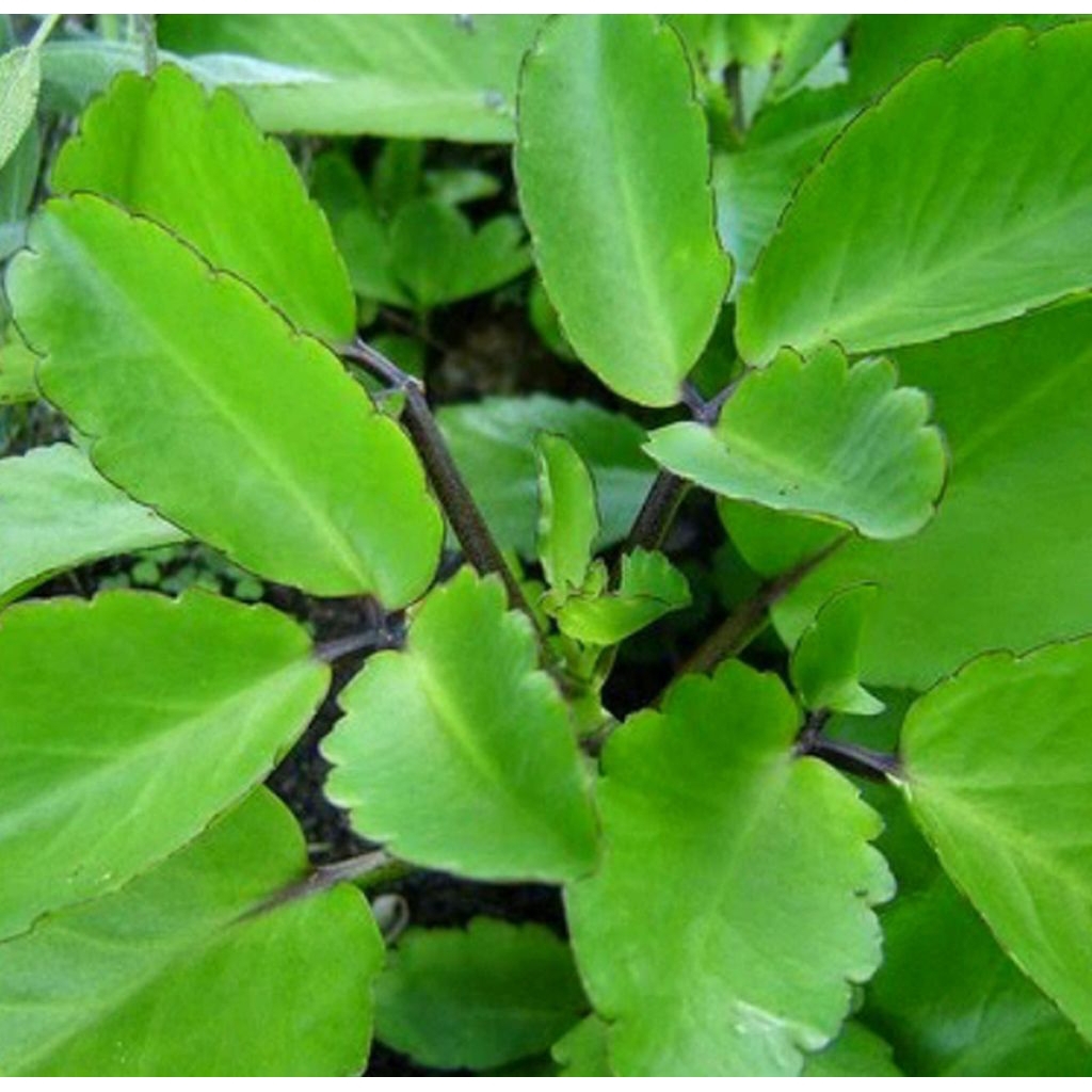 

Daun tiba urip/cocor bebek 250 gram