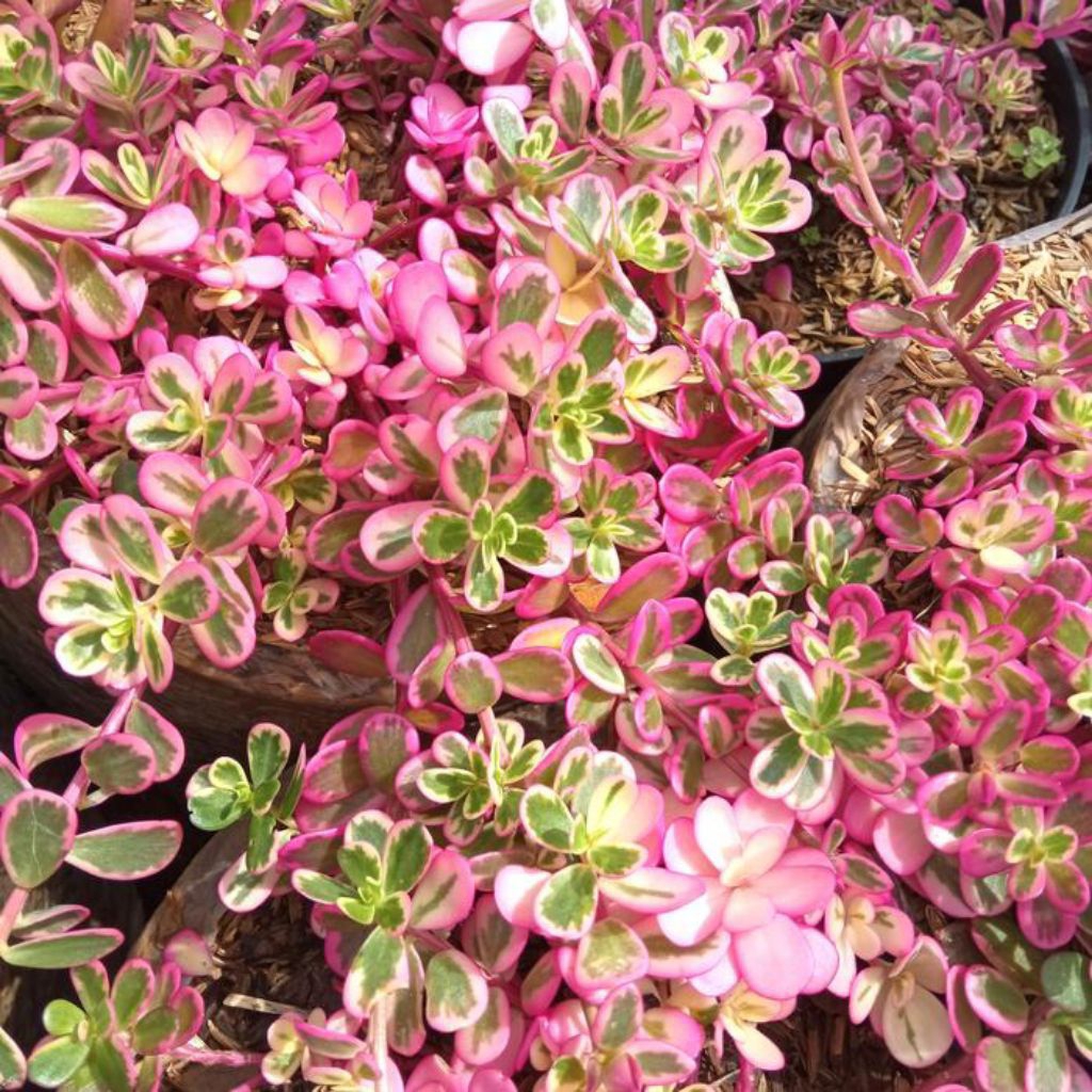 portulaca/krokot (varigata pink) tanaman hidup