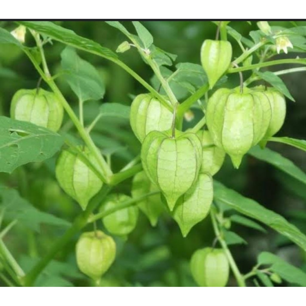 

Jual daun ciplukan segar 400 gram utuh fresh-az