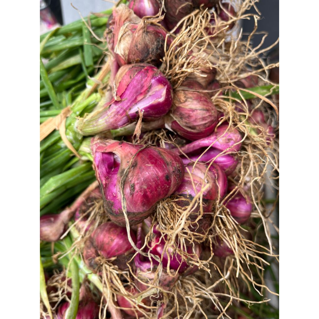 

Bawang Merah Organik Rp.35.000/kg