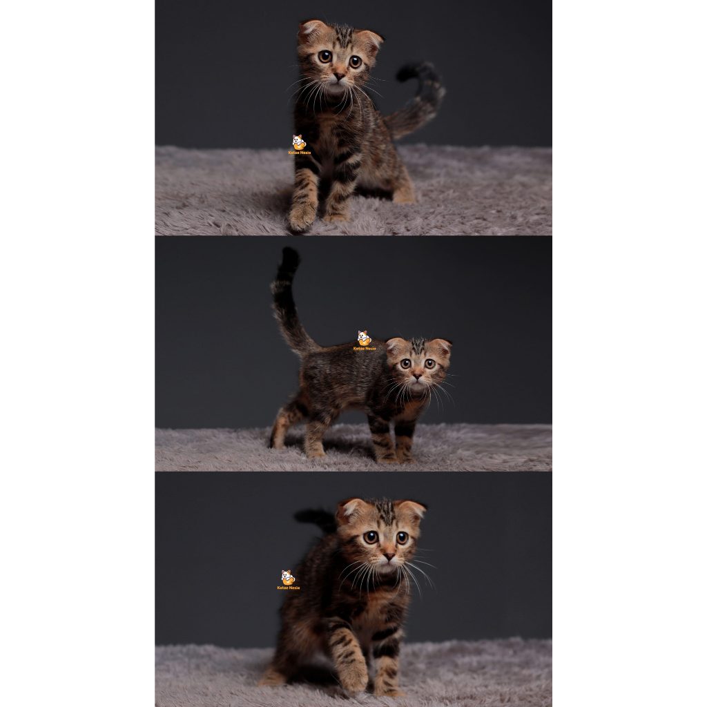 Tiger – Kucing Scottish Fold 3 Bulan Jantan