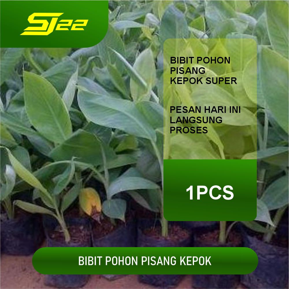 

bibit pisang kepok super Bibit tanaman pohon pisang kepok super premium siap tanam