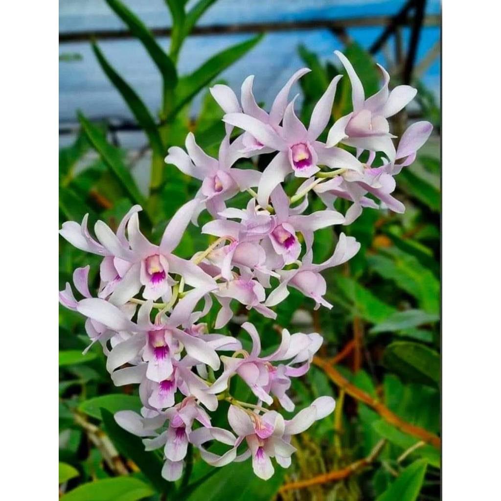 ANGGREK ASTUTI [CHA/CHAN] | Dendrobium Channel - Medium Plant | Kelopak Medium Pink Soft