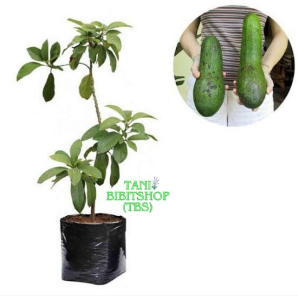 Bibit Alpukat Aligator Okulasi Tanaman Alpukat Aligator Jumbo