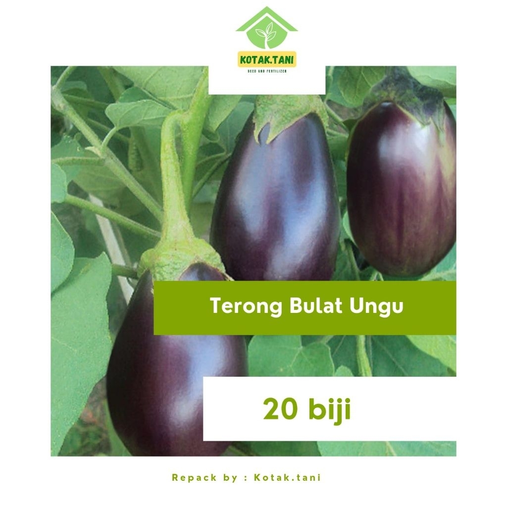 

Biji Terong Bulat Ungu Repack 20 Biji