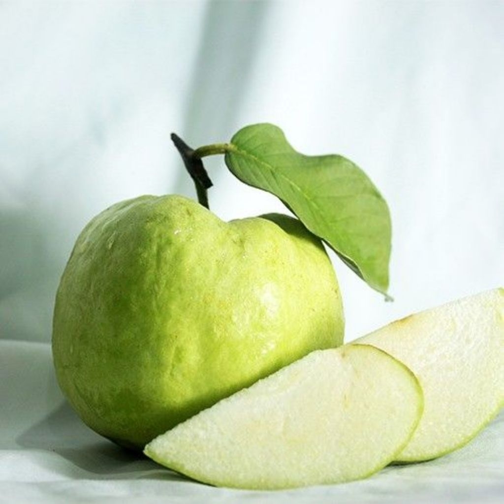 

Jambu Kristal Purworejo | Buah Segar Renyah Manis Tanpa Biji